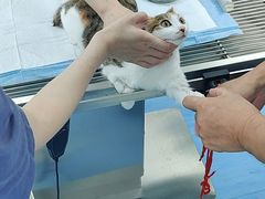 -良伴无忧宠物医院(泰欣嘉园店)