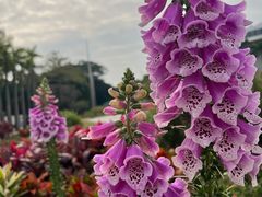 -深圳国际园林花卉博览园