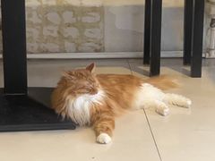 -平行世界·猫咖(首经贸店)