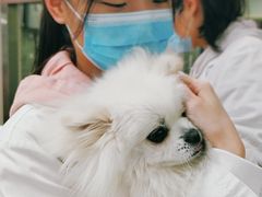 -申普宠物医院·心脏介入·心血管微创(总院)