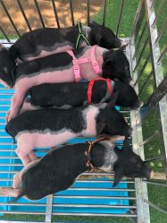 -萌宠亲子动物乐园(槐房万达店)