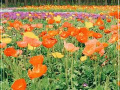 -上海共青森林公园