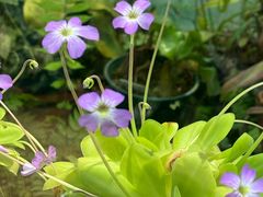 -国家植物园南园