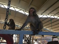 -西霞口神雕山野生动物世界