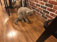 -猫友咖啡店(玉林西路店)