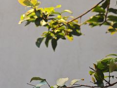 -元古本店(南锣鼓巷店)