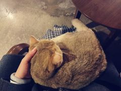 -咖法森林·咖啡  酒吧(天河店)