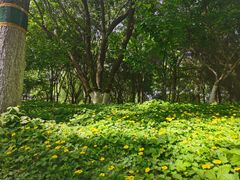 -大兴滨河森林公园