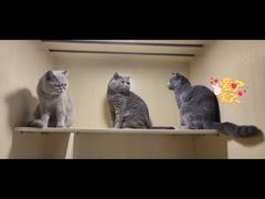 -宠物之家Pets Home 宠物寄养酒店