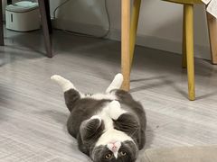 -帕帕拉兹宠物(亚洲旗舰店)