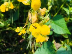 -三圣花乡旅游区