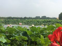 -荷塘月色湿地公园·向阳花洲