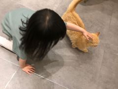 -飞行喵MR PILOT|猫舍·猫咖(静安大融城店)