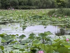 -东郊湿地公园