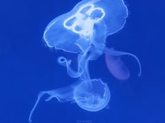 -多彩贵州城极地海洋世界