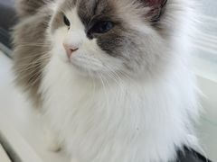 -喵的天空名猫咖啡馆·撸猫·猫舍·用品