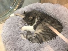 -BABIT巴比特宠物(MOMOPARK店)