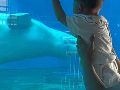 -芜湖新华联大白鲸海洋公园