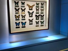 -上海昆虫博物馆