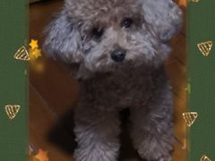 -瑞鹏宠物医院华南总院·夜诊·心脏科·骨科