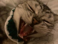 -喵zoo家庭繁育猫舍(尖东智能花园店)