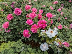 -洛阳市隋唐城遗址植物园