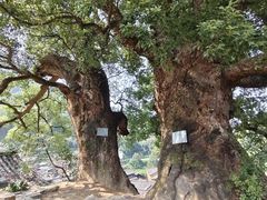 -杨家堂村