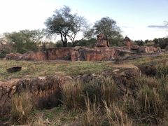 -奥兰多迪士尼动物王国乐园