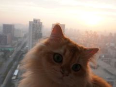 -伟伟宠物医院·瑞派猫友好医院·猫科(光谷店)