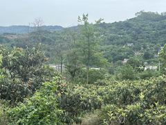 -桃源山庄·水蜜桃采摘·柴火鸡·烧烤团建(龙泉山店)