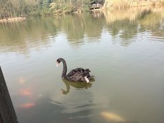 -成都大熊猫繁育研究基地