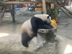 -栾川竹海野生动物园