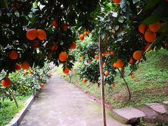 -铁山坪森林公园