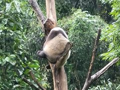 -都江堰中华大熊猫苑