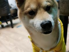 -猫色咖啡·猫咖