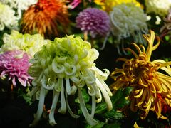 -上海共青森林公园