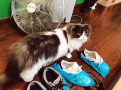 -李小姐の猫咖啡馆(五角场店)