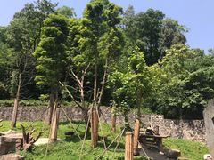 -都江堰中华大熊猫苑