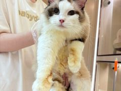 -momokira米努特·德文卷毛猫·棉花面纱犬