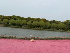 -上海鲜花港