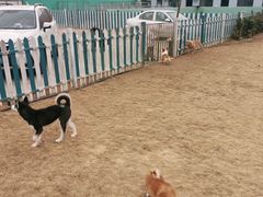 -趣玩宠物乐园寄养训犬训狗游泳池