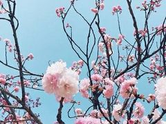 -天适樱花悠乐园