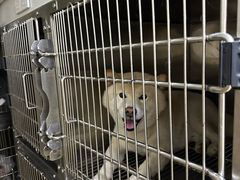 -佳雯宠物医院·皮肤科·内外科(春晓路分院)