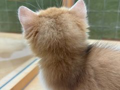 -帕帕拉兹宠物(亚洲旗舰店)