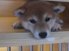 -南京Hallo宠物乐园·哈罗犬舍·柴犬繁育基地