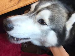 -more than meow吴止猫主题餐厅(承德 中船汇店)