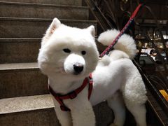 -more than meow吴止猫主题餐厅(承德 中船汇店)