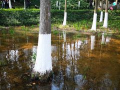 -重庆彩云湖湿地公园