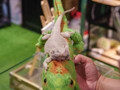 -FAIRYLAND龙族星球主题餐厅(凯丹广场店)