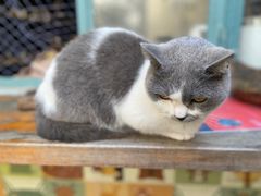 -喵屿·大理花园猫咖